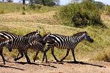 TANZANIA - Serengeti National Park - 071